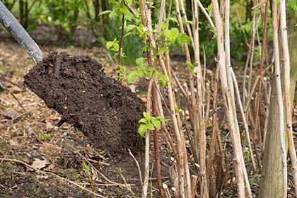 Vrouw schept compost bij fruitstruiken.